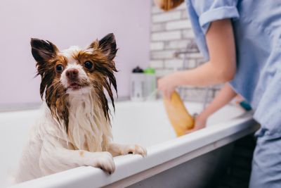 Pet Grooming and Pet Sitting Insurance in Merrill, WI by Advantage Insurance Merrill