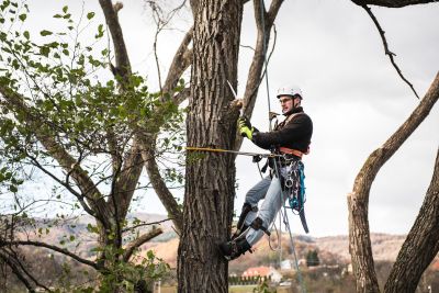 Tree Trimming Insurance in Merrill, WI by Advantage Insurance Merrill